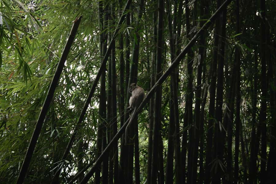 Khao Sok: Private Day Trekking, Jungle Dinner & Night Safari - English Guide Time, and How to Handle the Language Piece