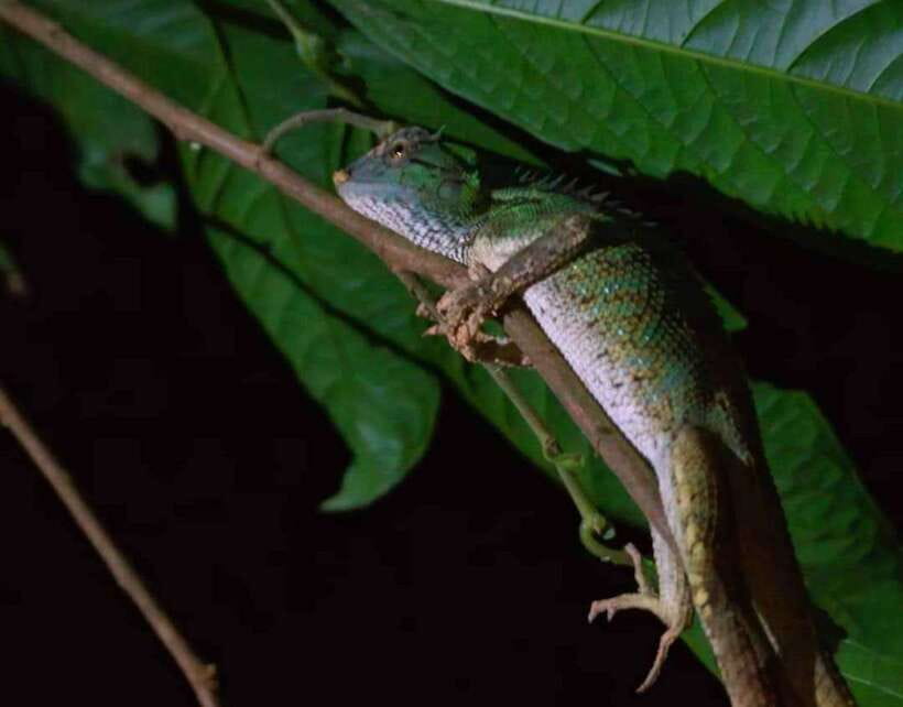 Khao Sok: Private Night Safari Adventure w/ Hotel Transfer - Your Guide’s Role: Spotting Snakes, Spiders, and the Small Stuff