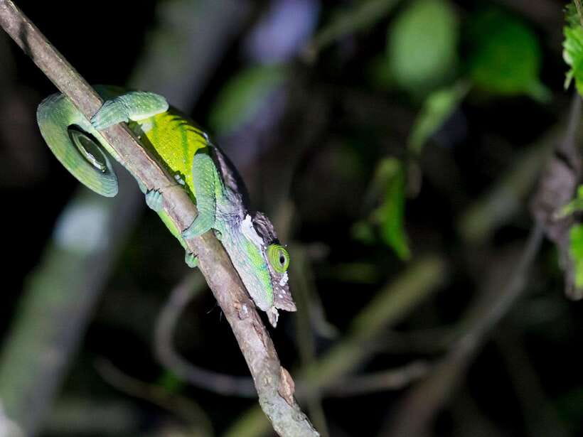 Khao Sok: Private Night Safari Adventure w/ Hotel Transfer - Private vs Shared: How Group Size Changes Your Night