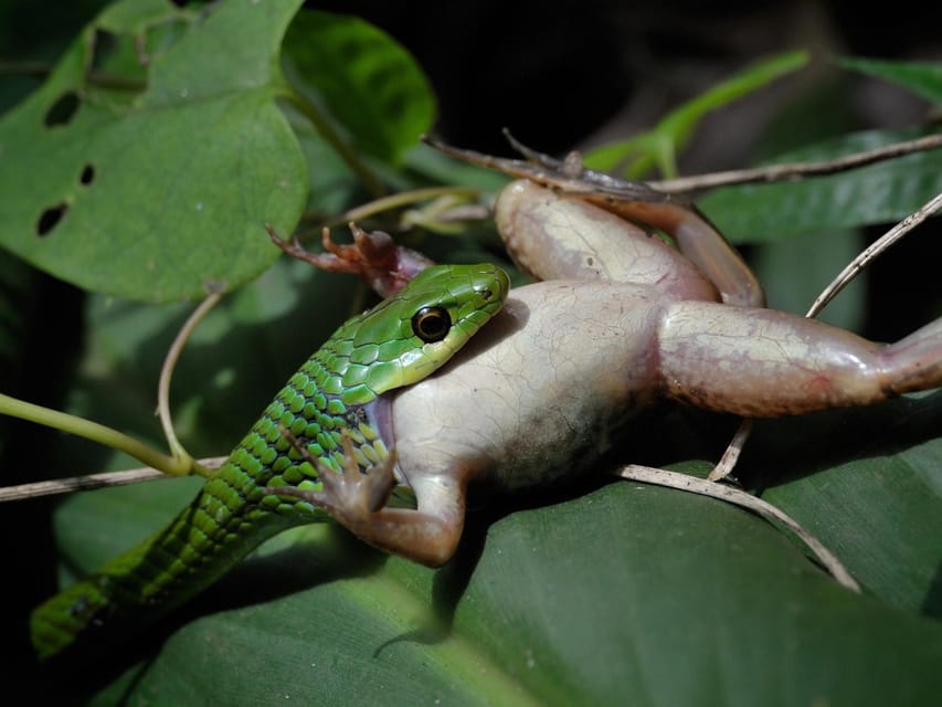 Khao Sok: Private Night Safari Adventure w/ Hotel Transfer - What You’ll Actually See: The Nocturnal Wildlife Mix