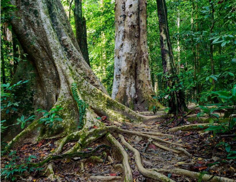 Khao Sok: Private Waterfalls and Wildlife Half-Day Trek - Private vs small group: when a smaller group actually helps
