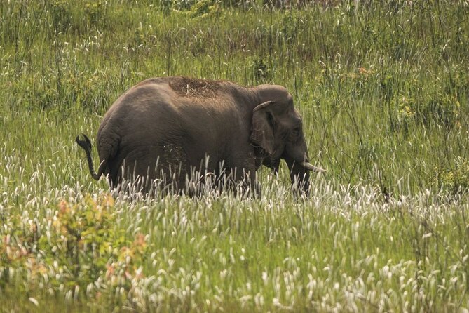 Khao Yai National Park Full-Day From Bangkok - Including Ticket - Khao Yai From Bangkok: What an 11-Hour Day Actually Means
