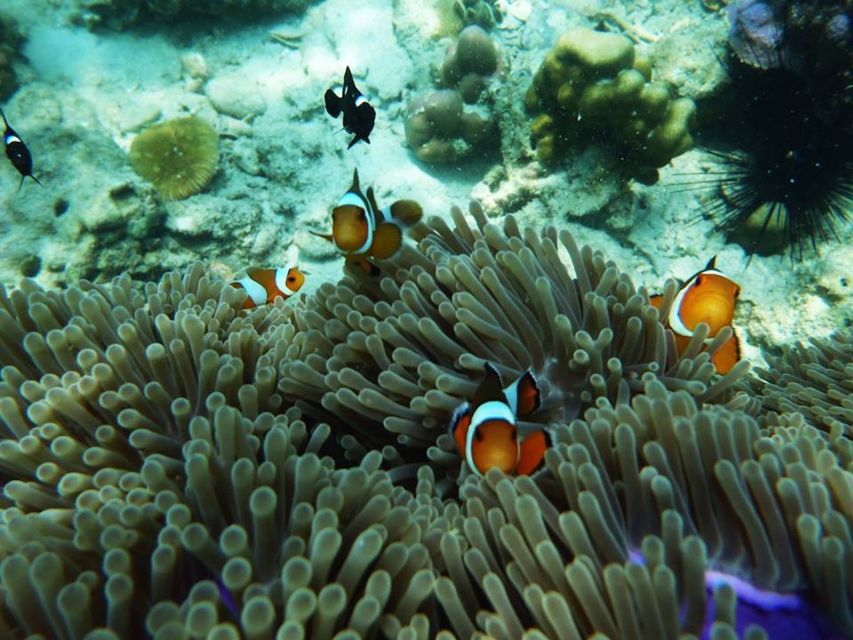 Ko Lanta: 4 Islands Snorkeling Tour by Longtail Boat - Ko Chueak (Rope Island): Why the first snorkel often feels easiest