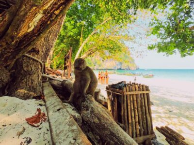 Ko Lanta: Phi Phi Day Trip by Speed Boat - Start Time, Pickup Reality, and Getting to the Boat