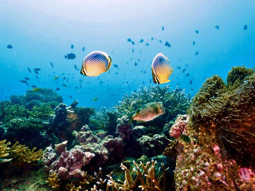 Ko Lanta: Snorkeling Adventure Tour to Koh Rok and Koh Haa - What to bring (and what to skip) for an easy snorkeling day