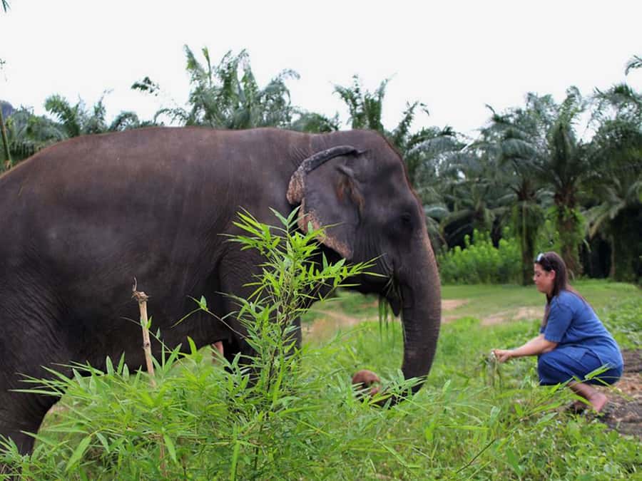 Ko Lanta Yai: Half-Day Ethical Elephant Sanctuary Tour - Key points I’d circle before you go