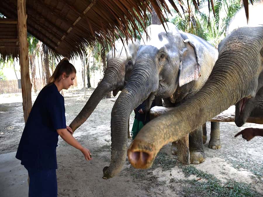 Ko Lanta Yai: Half-Day Ethical Elephant Sanctuary Tour - Mud spa and water bath: the part that’s magical and messy