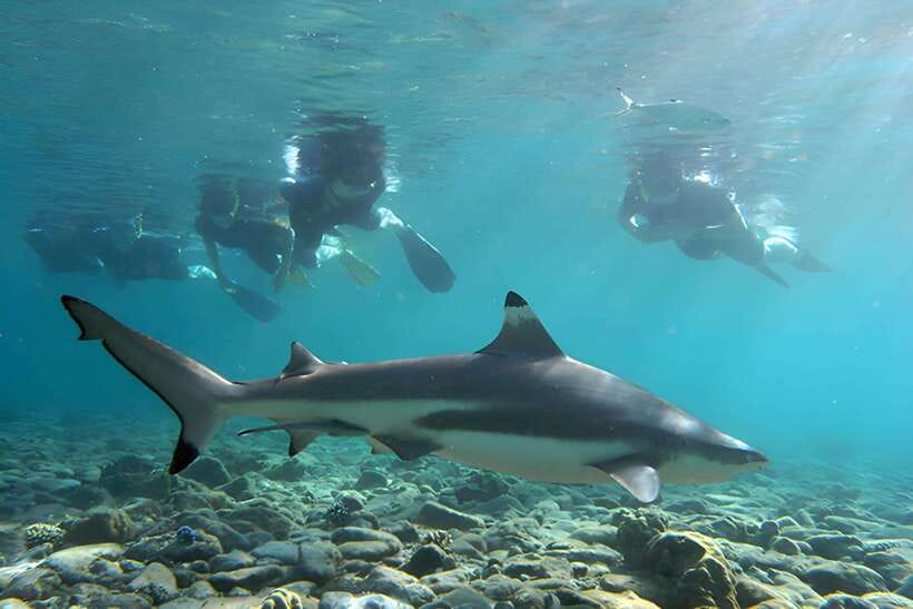 Ko Phi Phi Don: Speedboat Day Trip with Shark Snorkeling - Entering Phi Phi by speedboat: what the 5 hours feels like