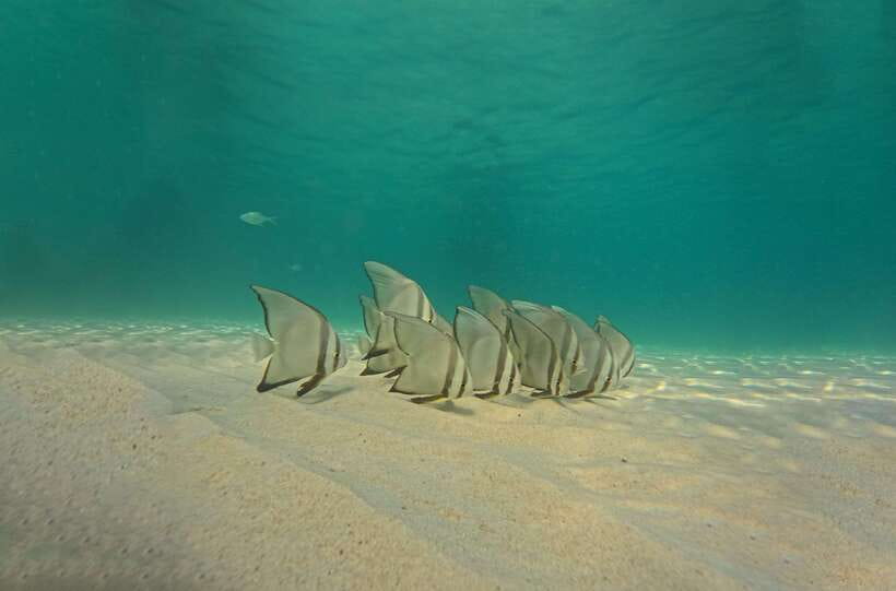 Ko Tao: Late Riser Snorkeling Tour with Lunch and Photos - Shark Bay: Turtles and Blacktip Reef Sharks
