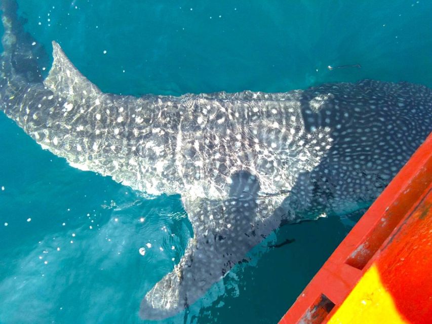 Koh Chang: Snorkeling Trip to Reefs or Wrecks with Lunch - Price and value: why THB 200 park fees don’t ruin the deal