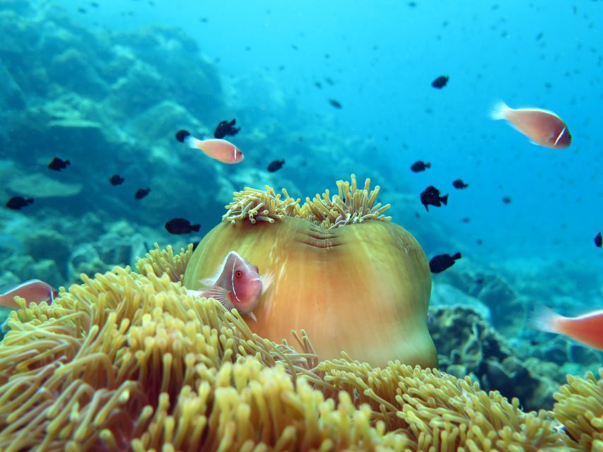 Koh Chang: Snorkeling Trip to Reefs or Wrecks with Lunch - Who this is best for (and who should reconsider)