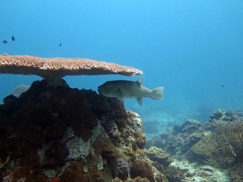 Koh Chang: Snorkeling Trip to Reefs or Wrecks with Lunch - Practical packing list that saves your day