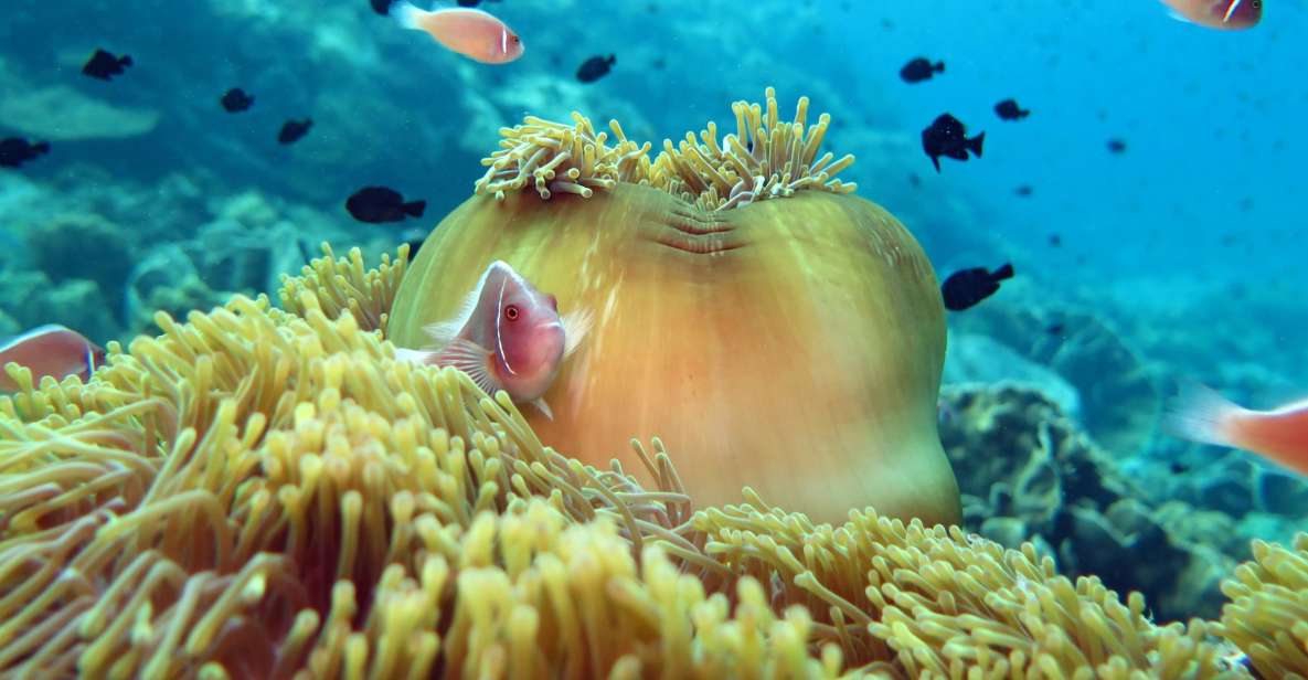 Koh Chang: Snorkeling Trip to Reefs or Wrecks with Lunch - The bottom line: should you book Koh Chang snorkeling with BB Divers?