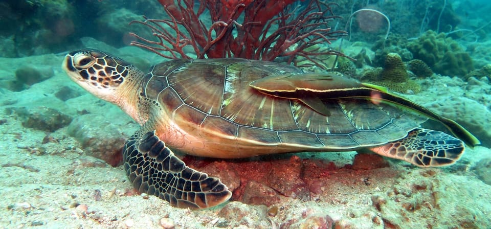 Koh Kood or Koh Rang: Snorkeling Day Trip with Buffet Lunch - Snorkel Day, Not Just a Boat Ride: What This Tour Delivers