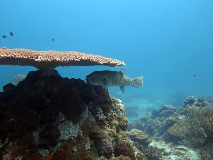 Koh Kood or Koh Rang: Snorkeling Day Trip with Buffet Lunch - The 3 Snorkeling Stops: How Conditions Decide Your Best Spots
