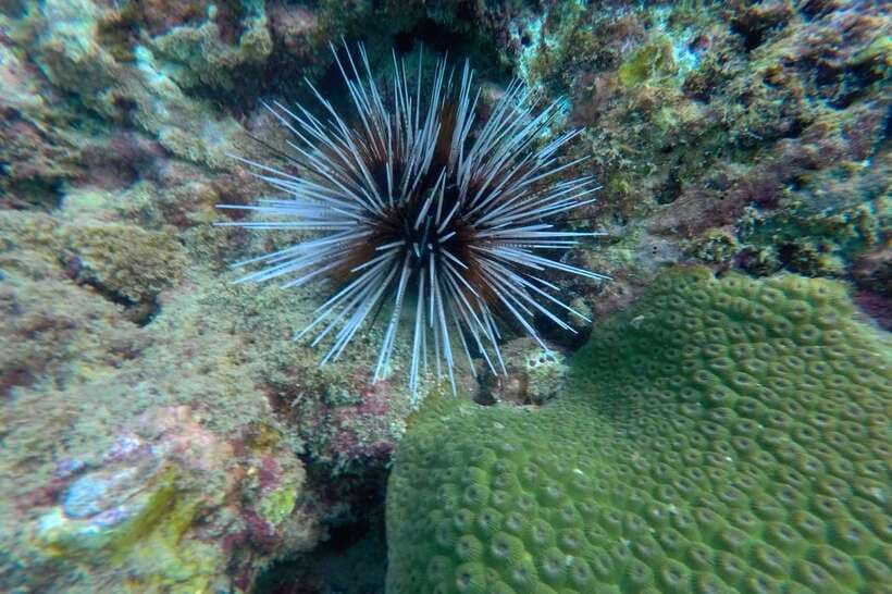 Koh Lanta: 4-Island Adventure Tour to Emerald Cave - Should you book the Koh Lanta 4-island Emerald Cave tour?