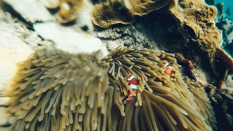 Koh Lipe: Longtail Boat Snorkeling Trip with Lunch - Adang Island: anemones, clownfish, and starfish spotting