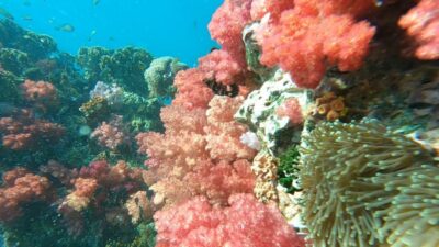 Koh Lipe: Longtail Boat Snorkeling Trip with Lunch - Getting to the meeting point and the Koh Lipe park checkpoint