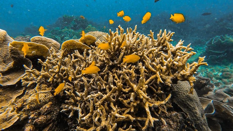 Koh Lipe: Longtail Boat Snorkeling Trip with Lunch - Snorkel behind Koh Hin Ngam: corals and nemo fish
