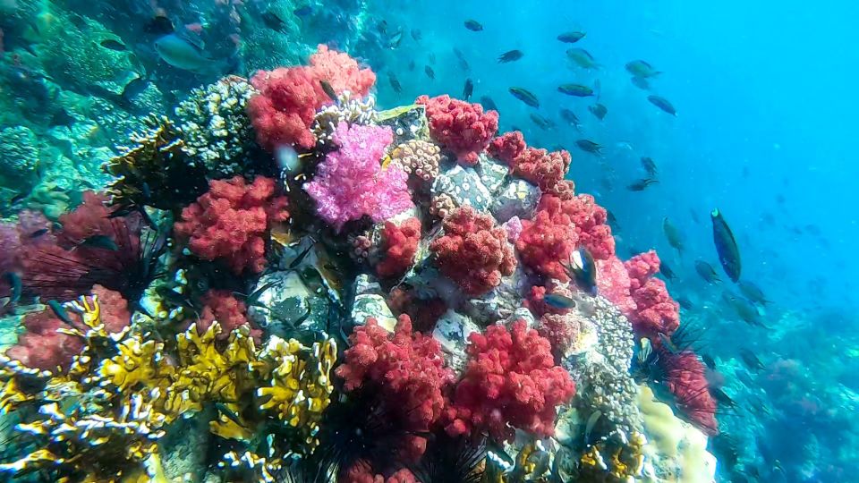 Koh Lipe: Longtail Boat Snorkeling Trip with Lunch - Koh Yang: hard-coral snorkeling north of Hin Ngam