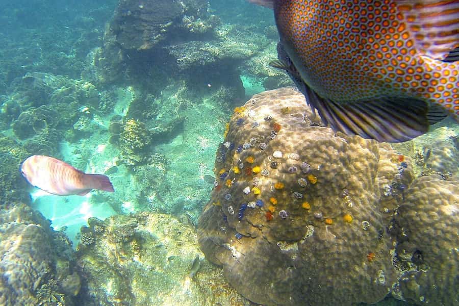 Koh Phangan: Koh Nangyuan & Koh Tao Boat Tour & Snorkeling - The money question: is $78 worth it when fees and cash come into play?