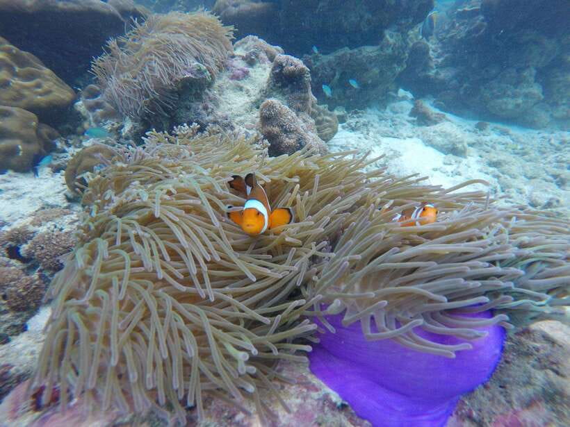 Koh Phi Phi: Maya Bay Private Longtail Boat Tour - Early Maya Bay: The Best Photos Start First