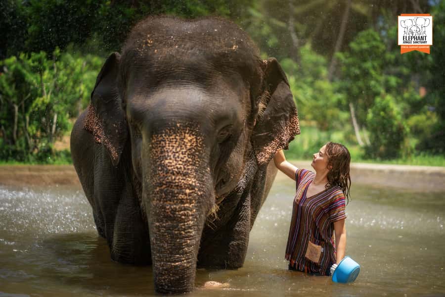 Koh Samui: Elephant Jungle Sanctuary Half-Day Tour - Key things to know before you go