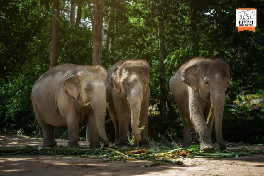 Koh Samui: Elephant Jungle Sanctuary Half-Day Tour - Sanctuary etiquette comes first, and that matters