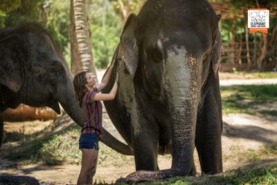 Koh Samui: Elephant Jungle Sanctuary Half-Day Tour - The 3-hour rhythm: welcome, jungle time, lagoon swim, Thai lunch