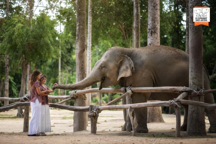 Koh Samui: Elephant Jungle Sanctuary Half-Day Tour - The $96 price: is it worth it for Koh Samui?