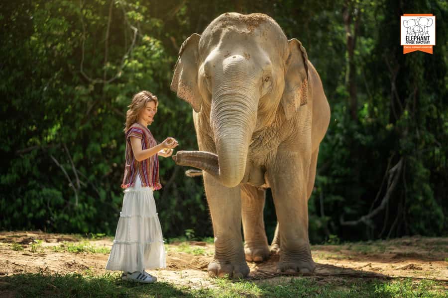 Koh Samui: Elephant Jungle Sanctuary Half-Day Tour - Getting to the sanctuary: pickup, meeting points, and timing reality