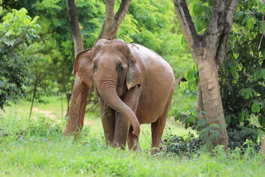 Koh Samui: Ethical Elephant Sanctuary Tour with Buffet Lunch - Key things I’d circle before you go