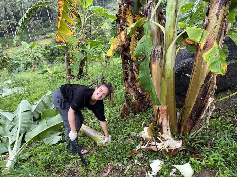 Koh Samui: Ethical Elephant Sanctuary Tour with Buffet Lunch - Who this tour suits best (and who should pass)