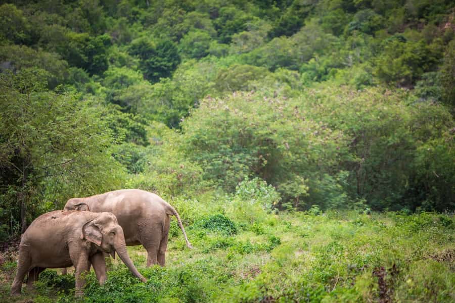 Koh Samui: Ethical Elephant Sanctuary Tour with Buffet Lunch - Getting to the sanctuary: pickup that actually saves time