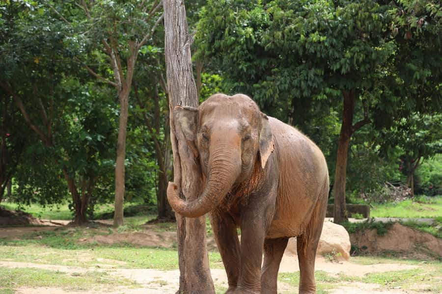 Koh Samui: Ethical Elephant Sanctuary Tour with Buffet Lunch - The 3-hour guided walk: what you’ll notice once the elephants are free