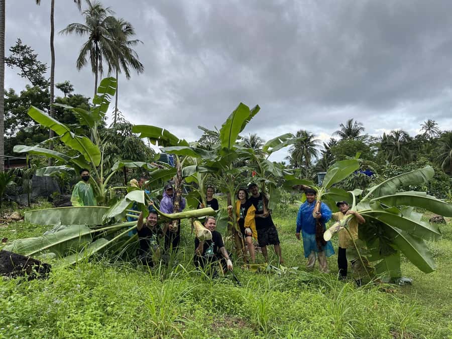 Koh Samui: Ethical Elephant Sanctuary Tour with Buffet Lunch - Price and value: what $125 gets you on Koh Samui