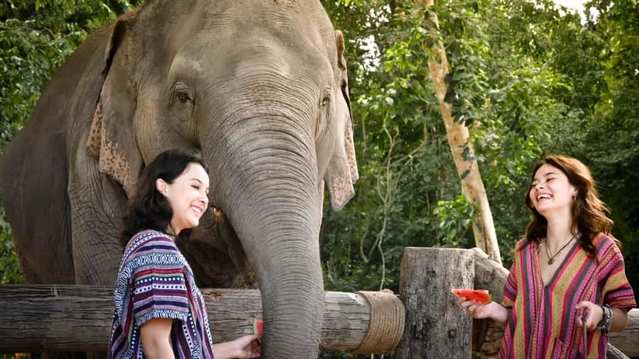 Koh Samui: Feed & Shower with Elephants Experience - Key highlights you’ll feel fast