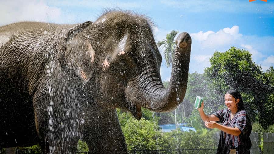 Koh Samui: Feed & Shower with Elephants Experience - Hotel transfers and the “don’t waste time” part