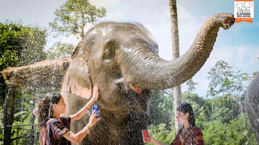 Koh Samui: Feed & Shower with Elephants Experience - Your timing in the real world: 90 minutes to 2 hours on-site