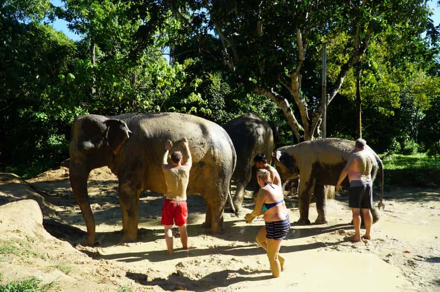 Koh Samui: Half-Day Ethical Elephant Sanctuary with Mud Spa - Plan Your 4 Hours on Koh Samui: Timing and What You’ll Actually Do