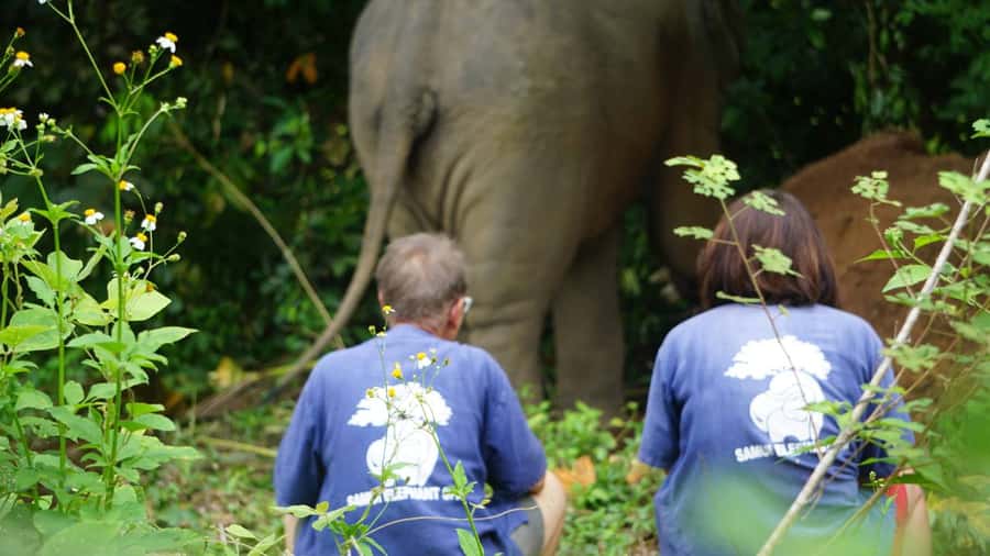 Koh Samui: Half-Day Ethical Elephant Sanctuary with Mud Spa - The Jungle Walk With Rescued Elephants: Seeing Daily Life in Real Terms