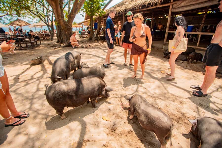 Koh Samui: Pig Island & Koh Tan Speedboat Tour with Lunch - Morning logistics: from Koh Samui hotel to Thong Krut Pier