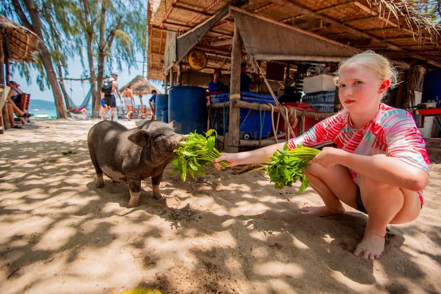 Koh Samui: Pig Island & Koh Tan Speedboat Tour with Lunch - Price and value: is $47 per person worth it?