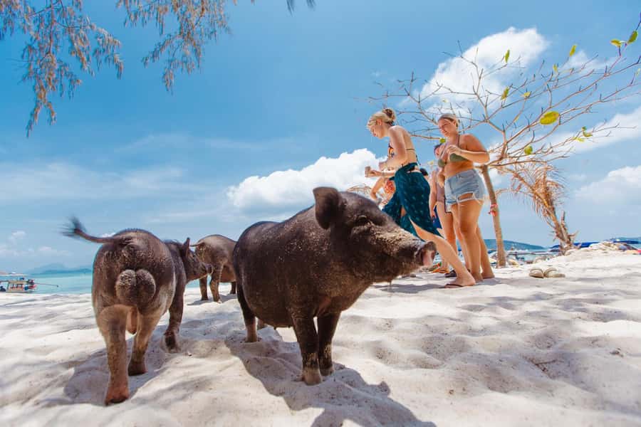 Koh Samui: Pig Island Private Longtail Boat Tour - Who this tour suits best (and who should skip it)
