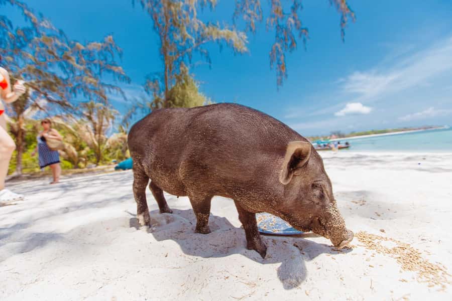 Koh Samui: Pig Island Private Longtail Boat Tour - How long each stop really feels (and what that means for your day)
