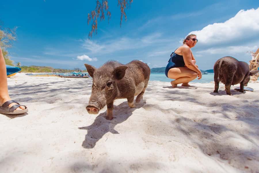 Koh Samui: Pig Island Private Longtail Boat Tour - Logistics that matter: pickup, timing, and sea practicality