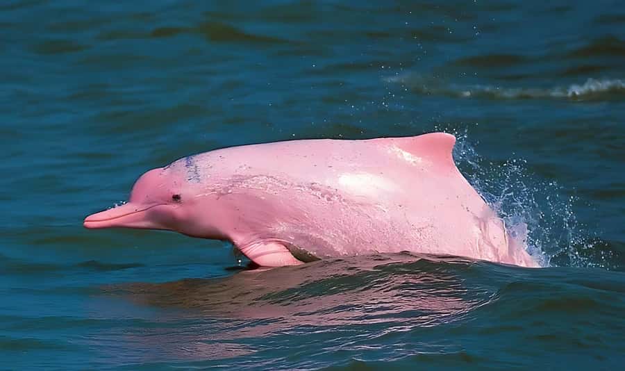 Koh Samui: Pink Dolphin, Pig Island, and Snorkeling Day Trip - Pink Dolphins Off Khanom: how “high chance” feels in real life