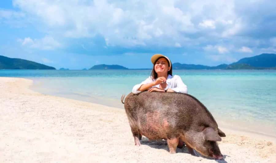 Koh Samui: Pink Dolphin, Pig Island, and Snorkeling Day Trip - Koh Tan Snorkeling: coral reefs, marine life, and water that can change