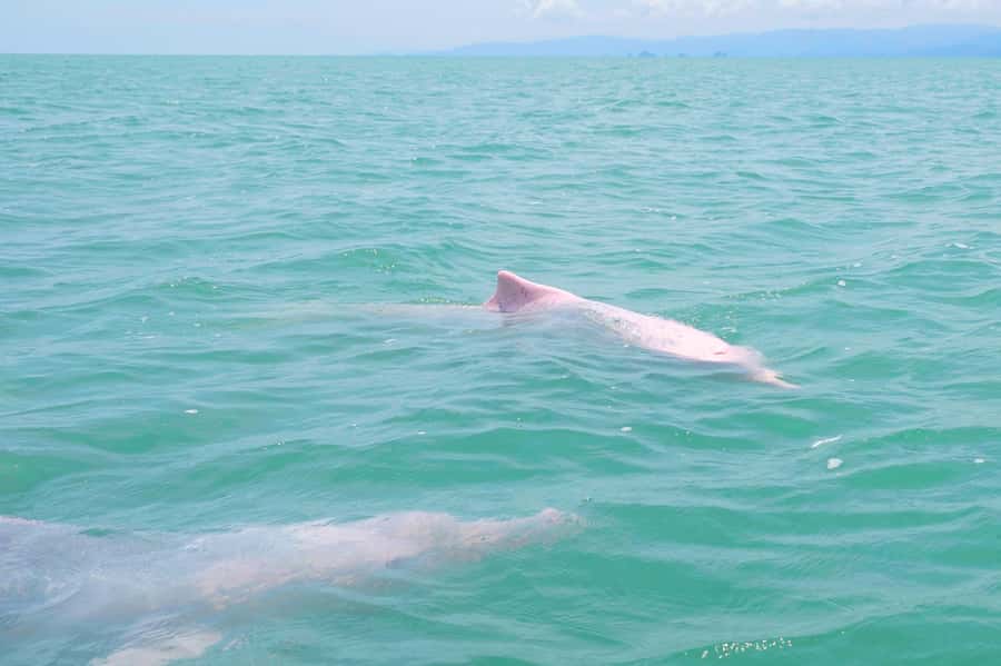 Koh Samui: Pink Dolphin, Pig Island, and Snorkeling Day Trip - Pig Island (Koh Madsum): one hour that feels like the whole trip