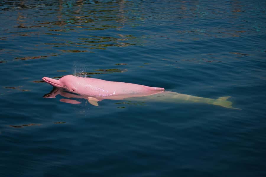 Koh Samui: Pink Dolphin, Pig Island, and Snorkeling Day Trip - Price and value: what $83 gets you, and what you must budget